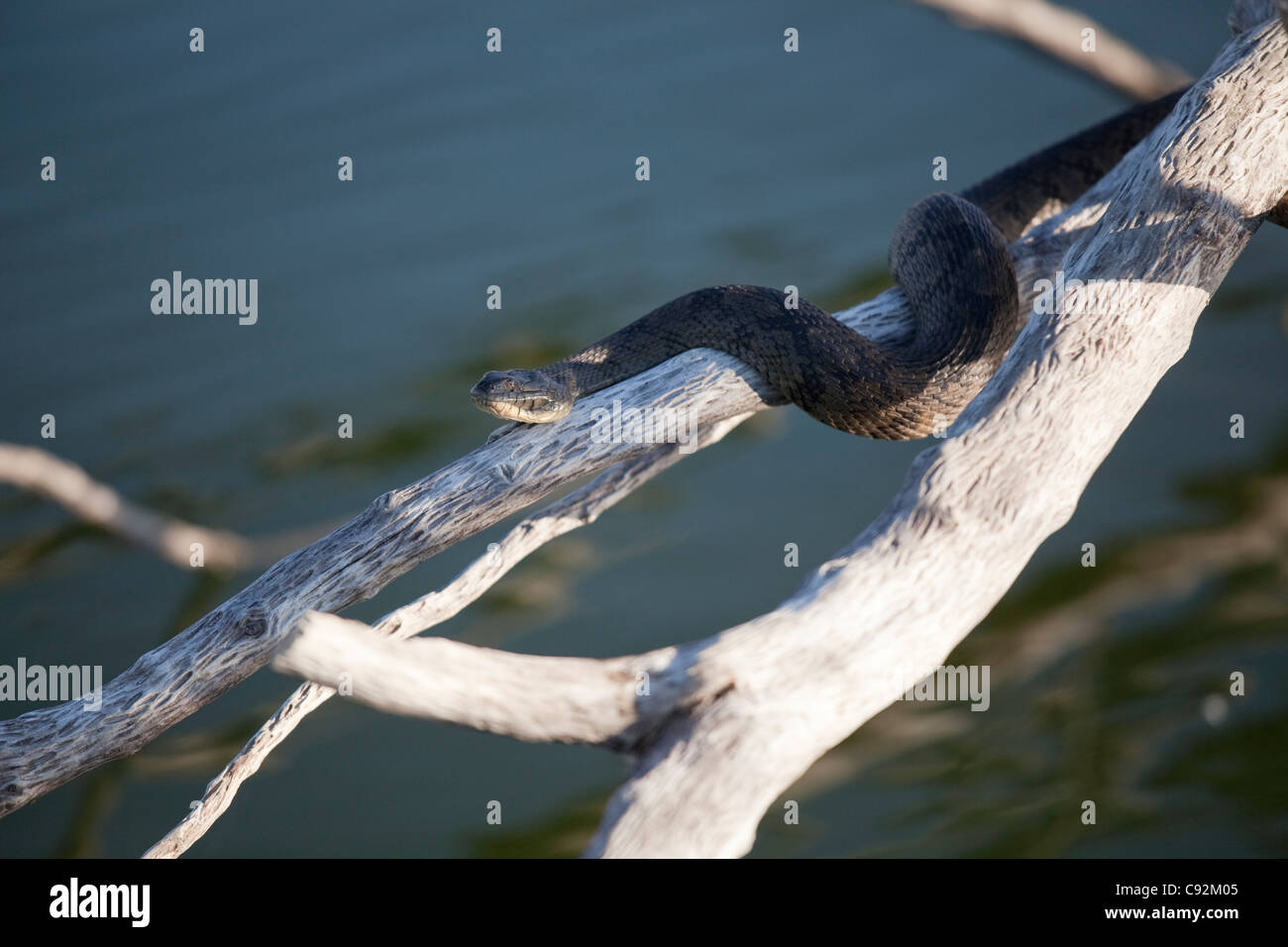Venomous snake commonly known as a water moccasin (Agkistrodon piscivorus) suns itself on a branch in Falcon Lake in South Texas Stock Photo