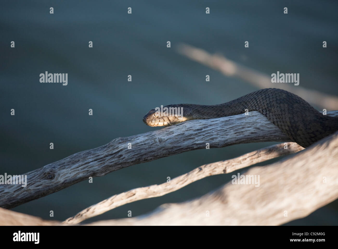 Venomous snake commonly known as a water moccasin (Agkistrodon piscivorus) suns itself on a branch in Falcon Lake in South Texas Stock Photo