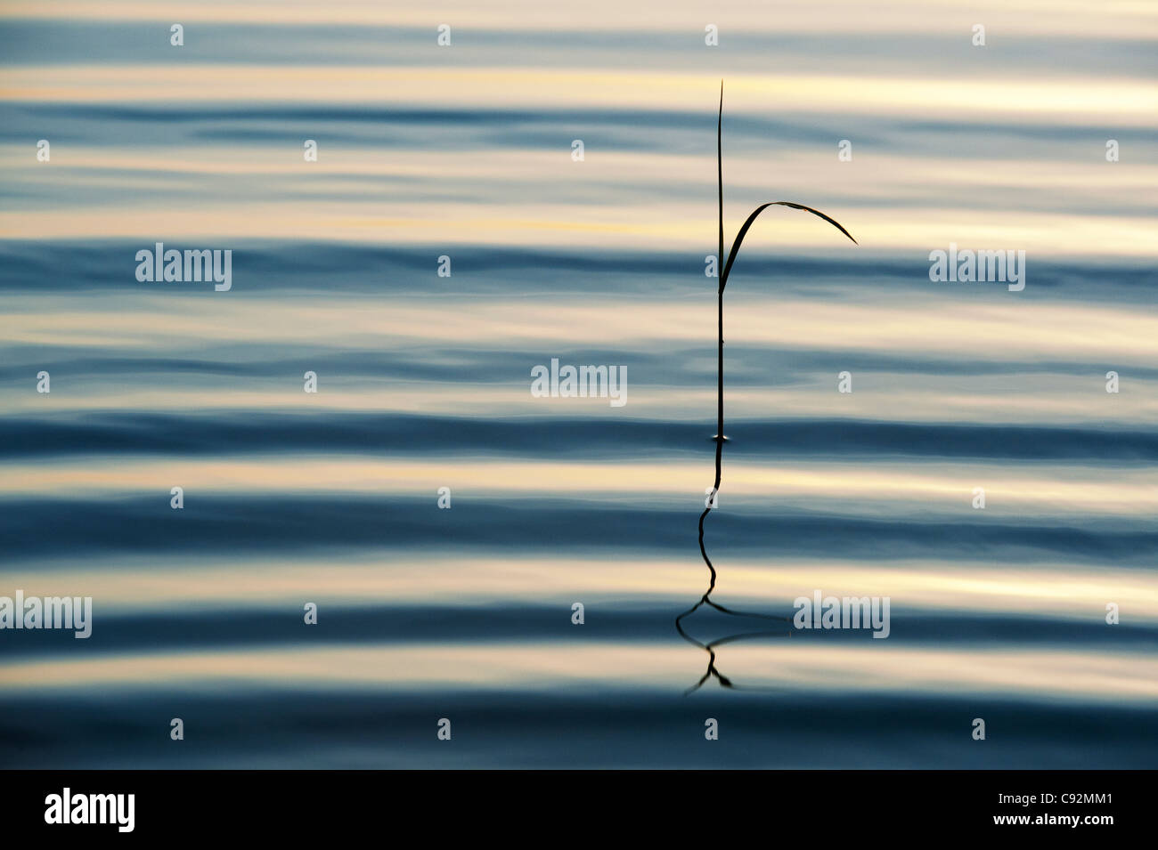 Sunset silhouette grass stem reflecting in a rippling pool india Stock Photo