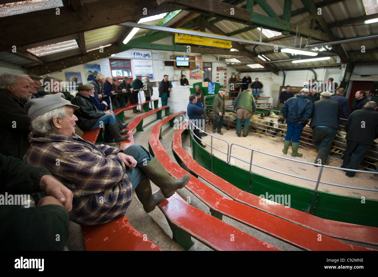 Hawes livestock auction Market Wensleydale Yorkshire Dales England UK