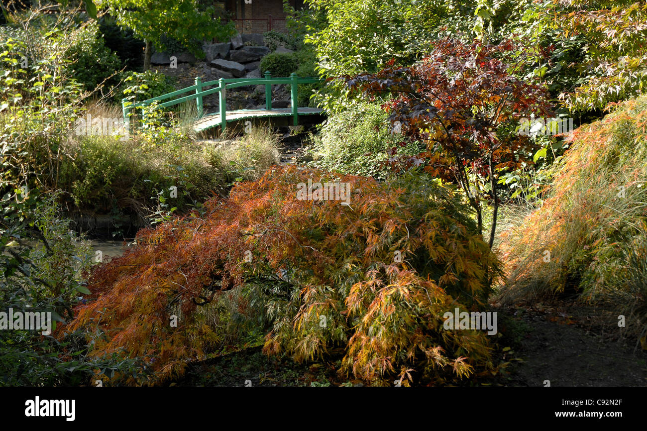 Spectacular Autumn colours at the ornamental Japanese gardens in Abbey Park, Leicester. Stock Photo