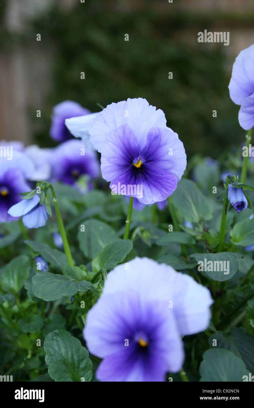 Viola Blue bedding plant Stock Photo