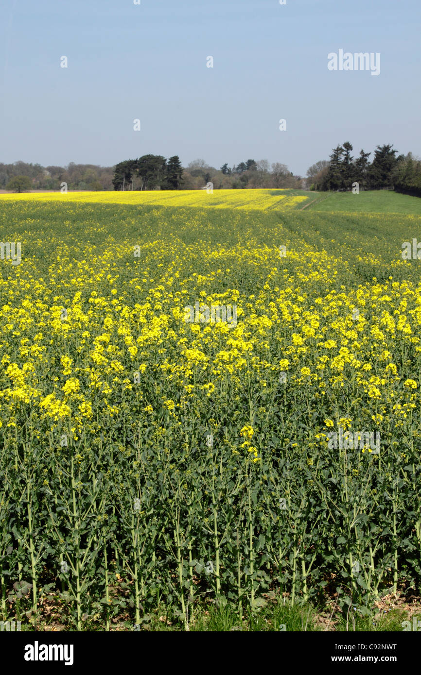 Oil seed rape field Shiplake Oxfordshire Stock Photo