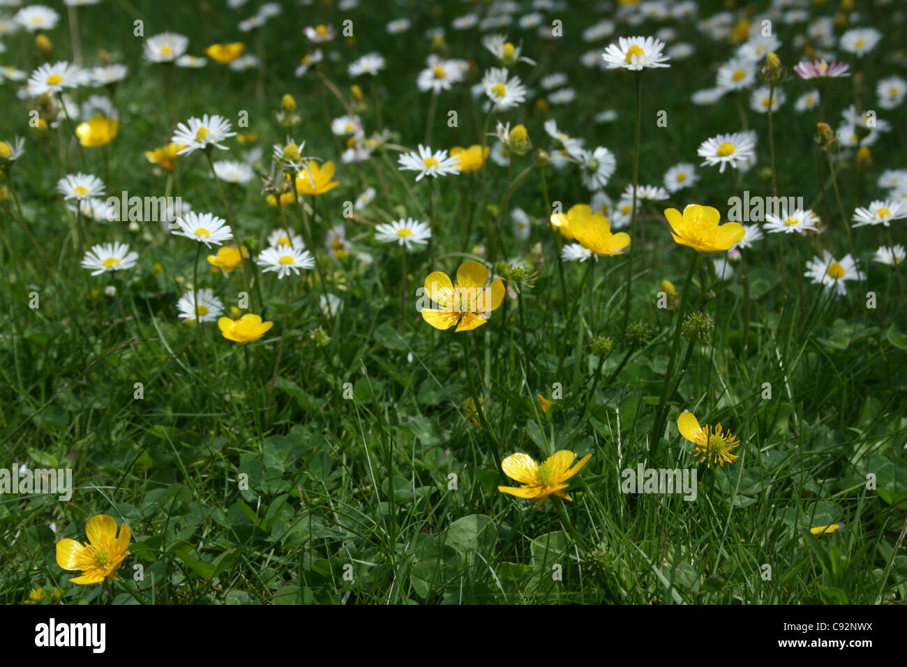 worms eye view Buttercups and daisies Stock Photo