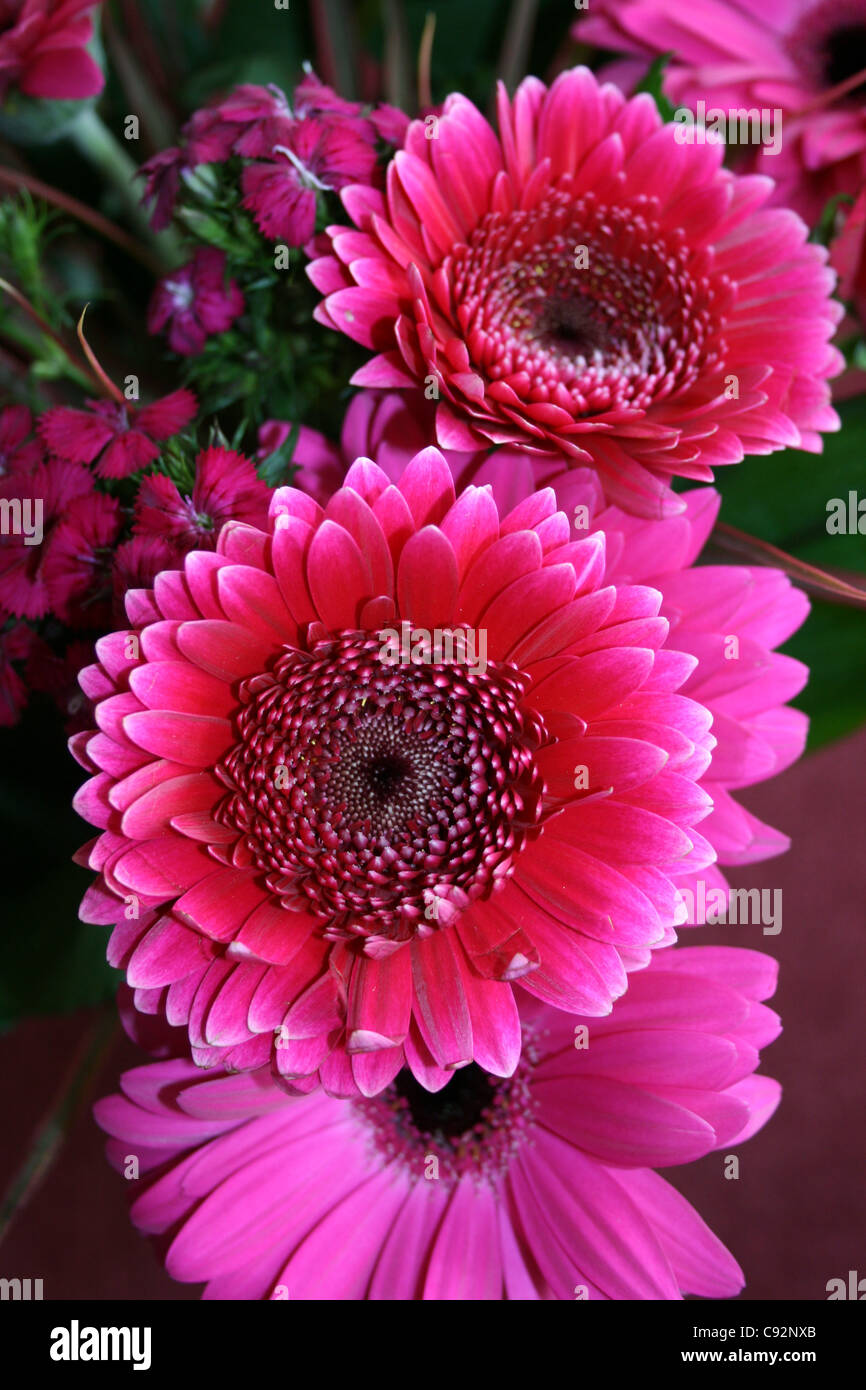 Cerise Pink and pale pink double and single form Gerberas Stock Photo