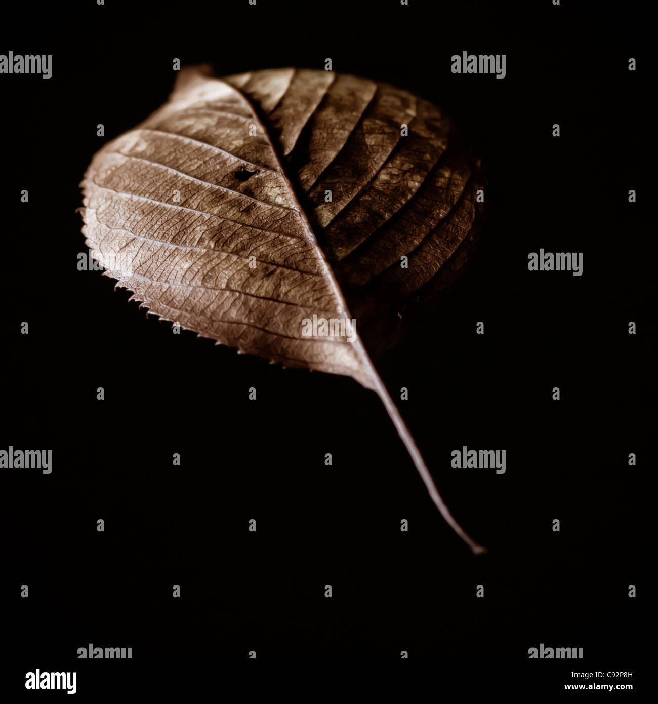 Close up detail of autumn leaf Stock Photo - Alamy