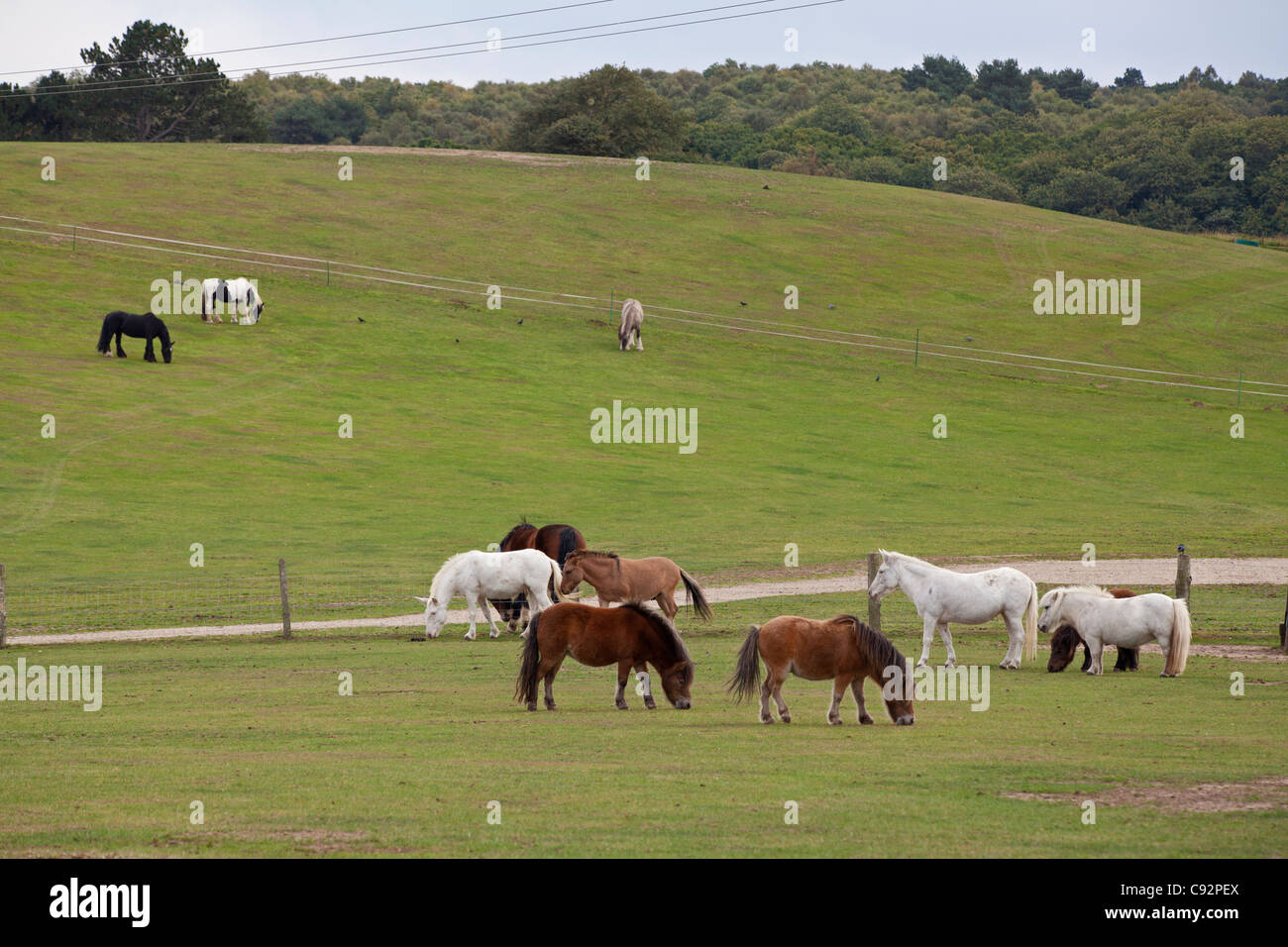 Horses in fields at Hillside Animal Sanctuary in Norfolk Stock Photo