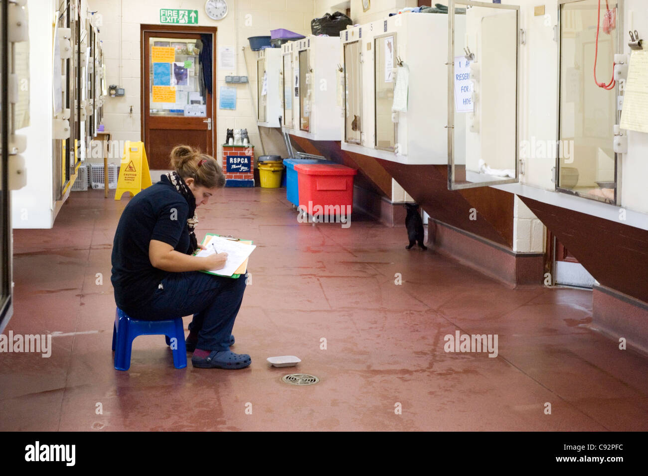 ark stubbington cats