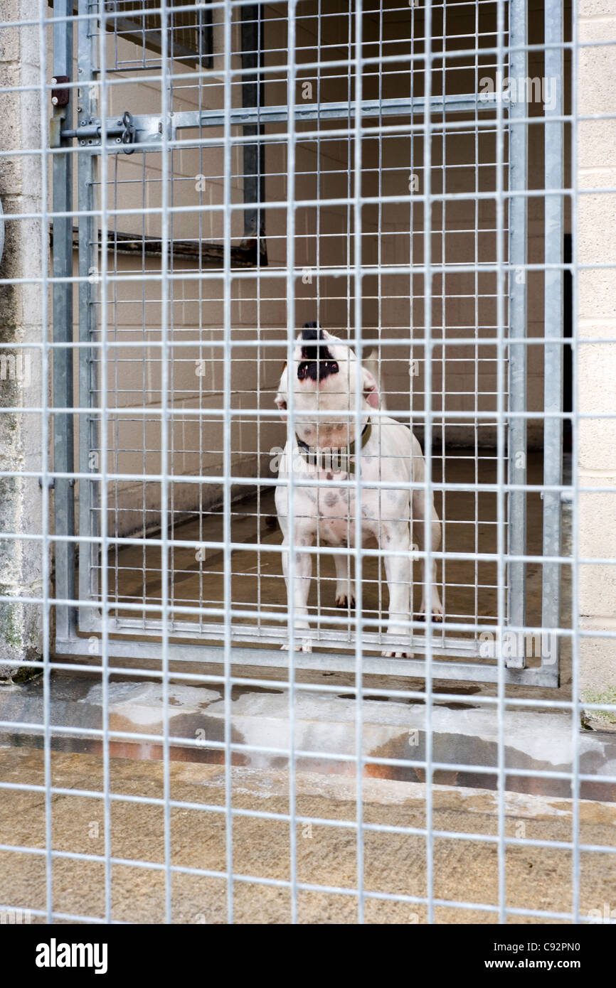 shepherd ark kennels