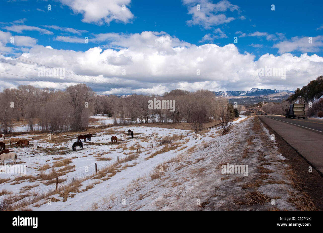 Herd of horses and landscape between Cortez and Durango, Colorado, USA