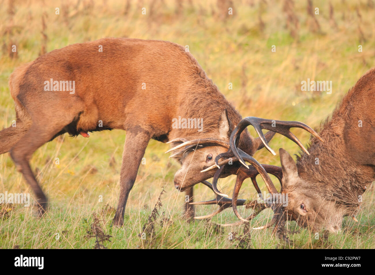 Deer at sunset hi-res stock photography and images - Page 20 - Alamy
