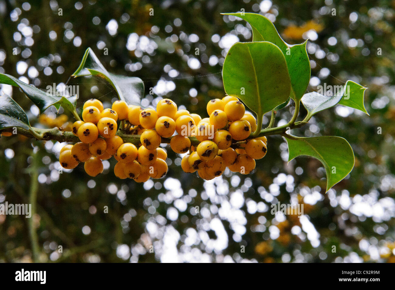 Yellow berries (Pyracantha). Stock Photo