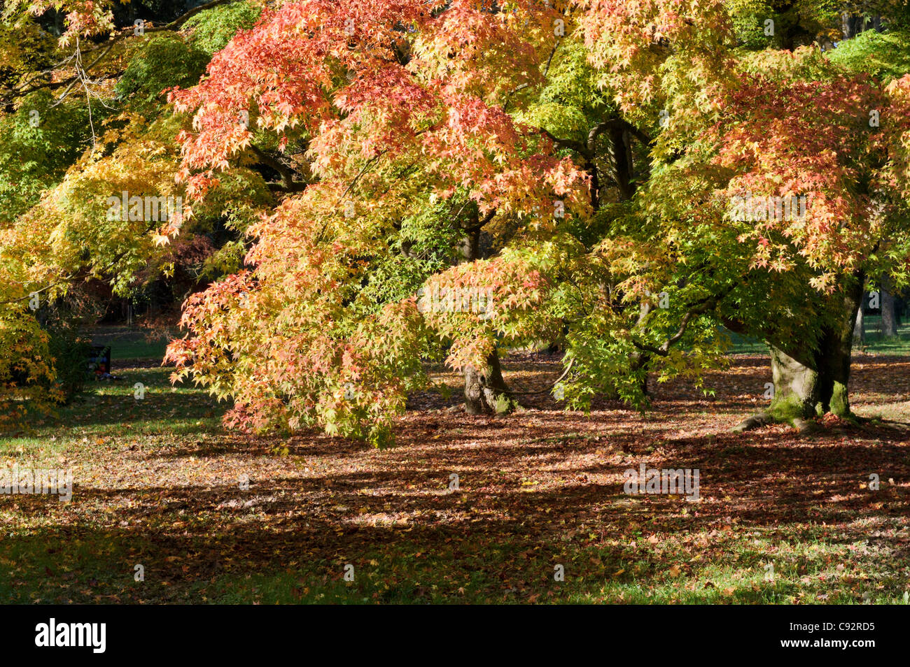Japanese maple tree (Acer Palmatum) in Autumn Stock Photo - Alamy