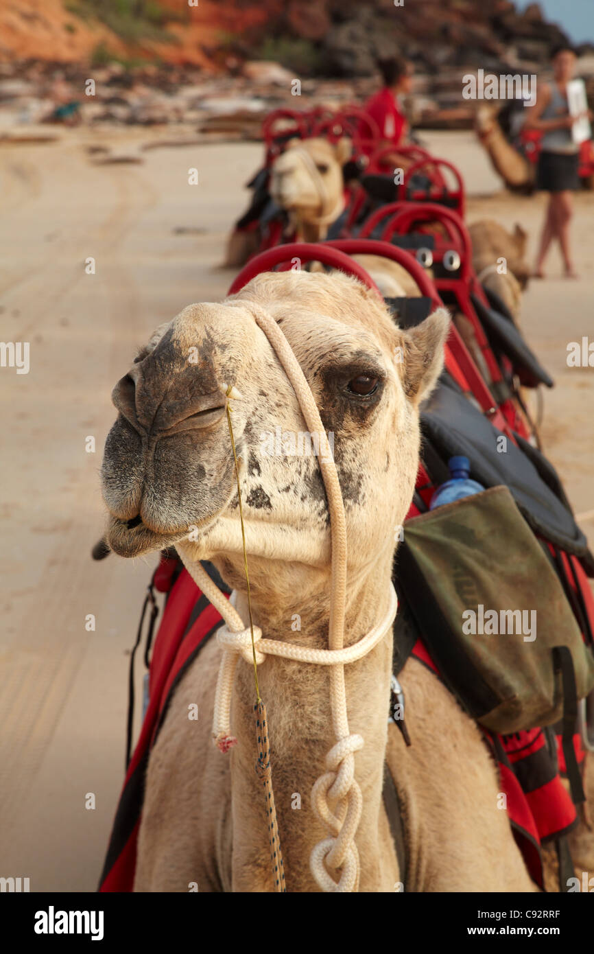 Camel on Cable Beach, Broome, Kimberley Region, Western Australia, Australia Stock Photo