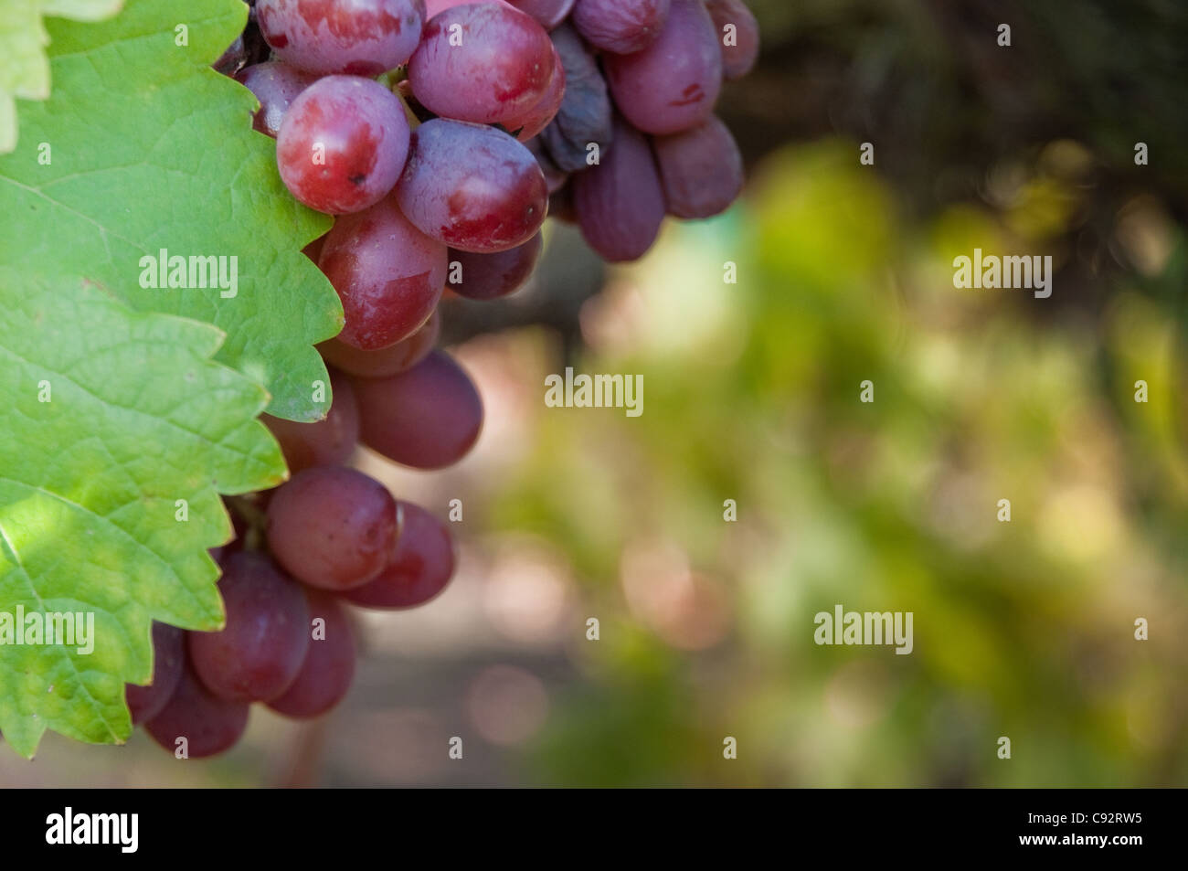 Close up of red grape,and leaf with muted white space for your text. Stock Photo