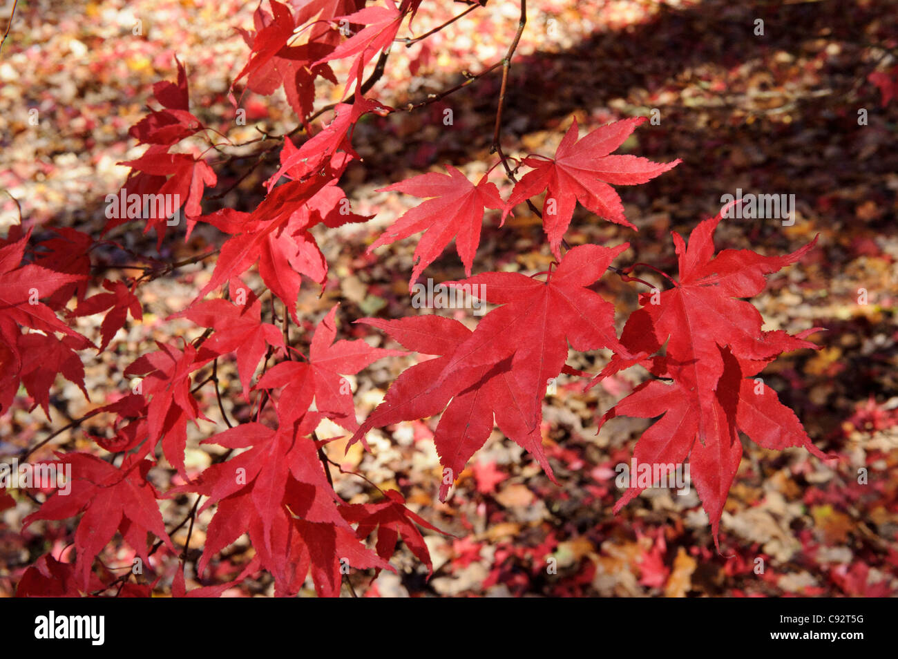 Japanese maple leaves hi-res stock photography and images - Alamy