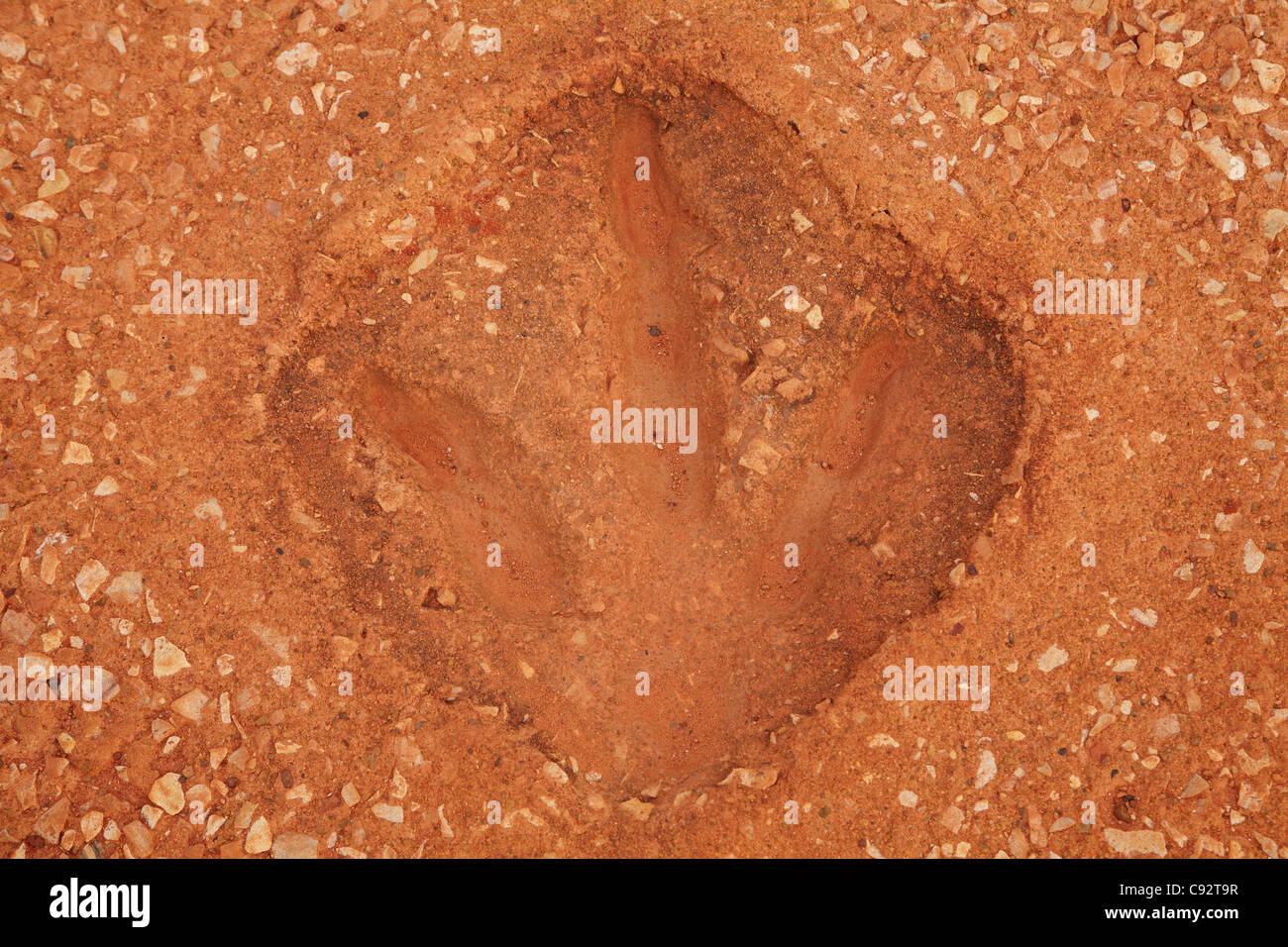 Replica dinosaur footprint, Gantheaume Point, Broome, Kimberley Region, Western Australia