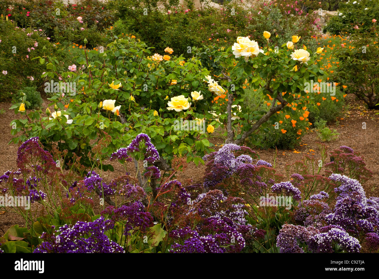 CALIFORNIA Rose garden area of the flower gardens at Mission San Juan