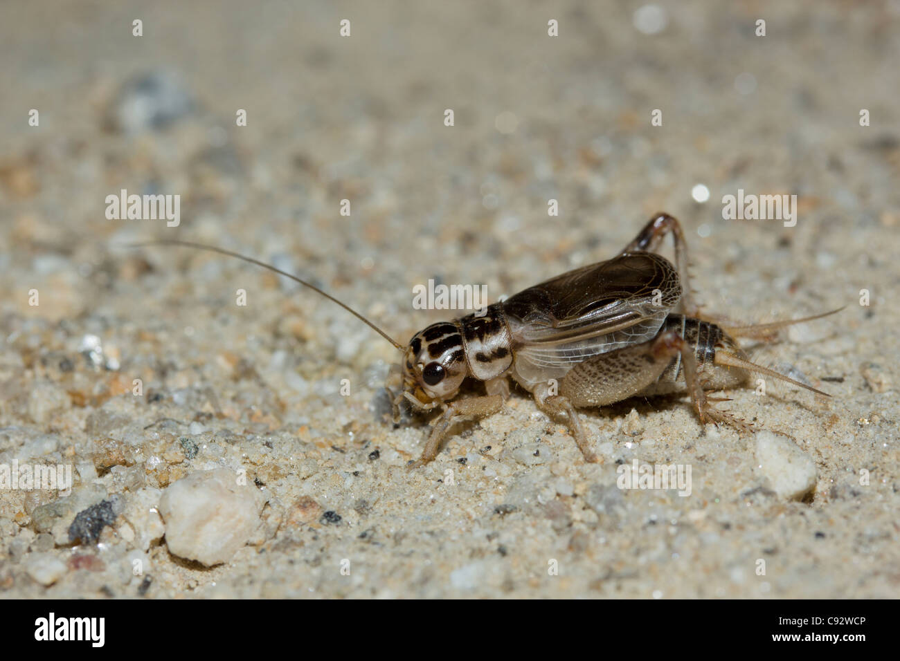 Cricket (Eugryllodes escalerae) Stock Photo