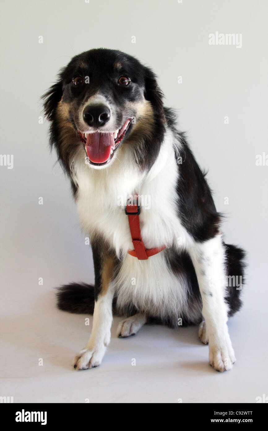 A tri colored Border Collie sitting. Focus on the eyes Stock Photo