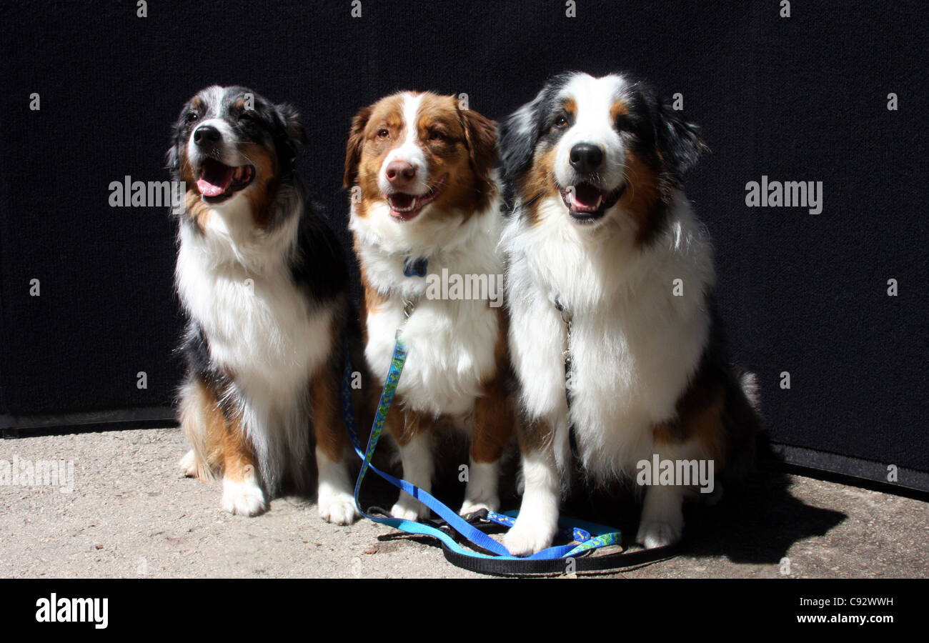 Three Australian Shepherd dogs Stock Photo