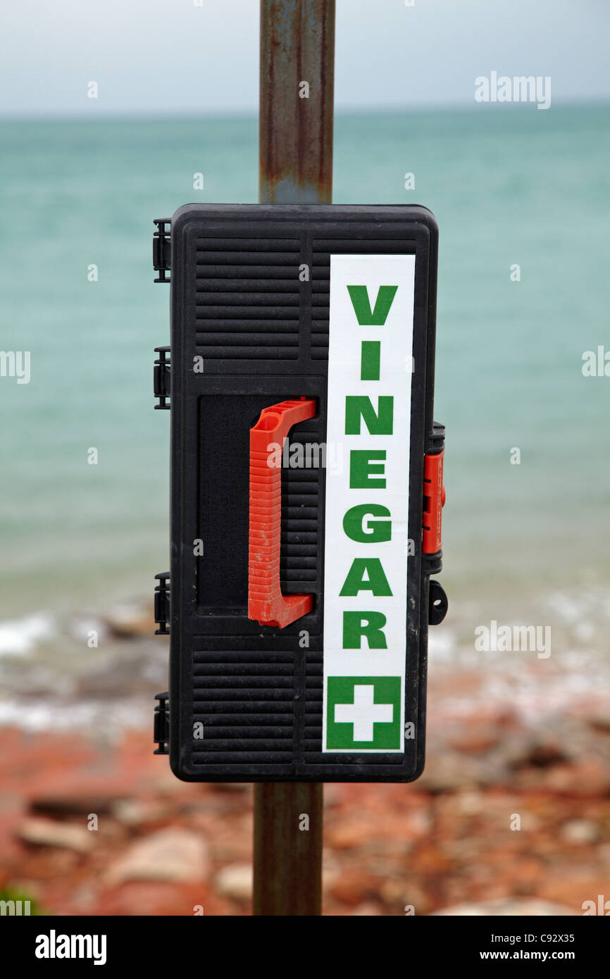 Box Jellyfish High Resolution Stock Photography and Images Alamy