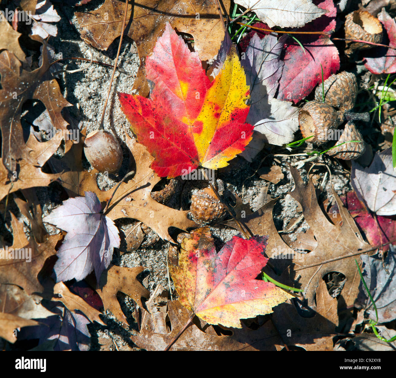 Colorful colourful autumn maple leaves on the ground with acorns. Stock Photo
