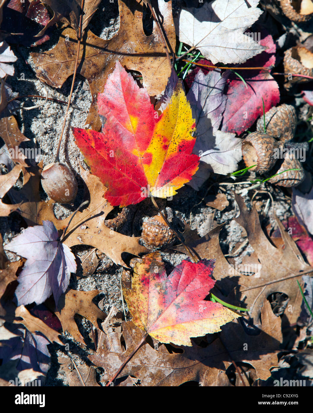 Colorful colourful Autumn maple leaves on the ground with acorns. Stock Photo