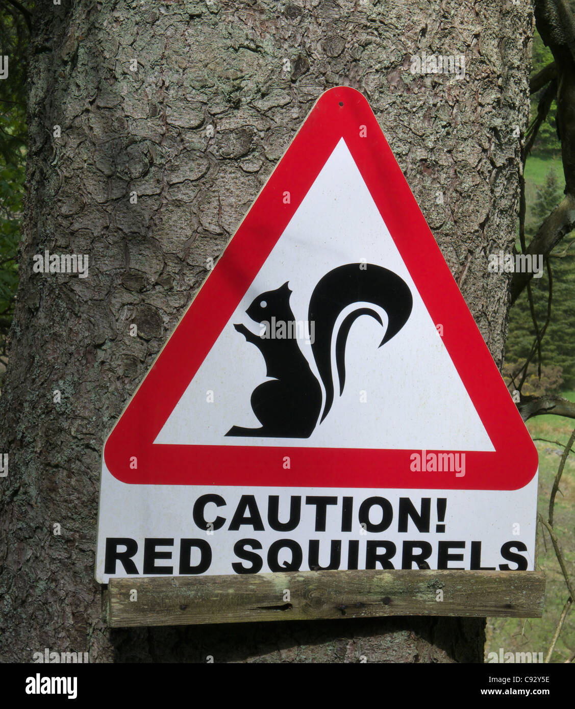 Signs in the Lake District warning of rare Red Squirrels Stock Photo