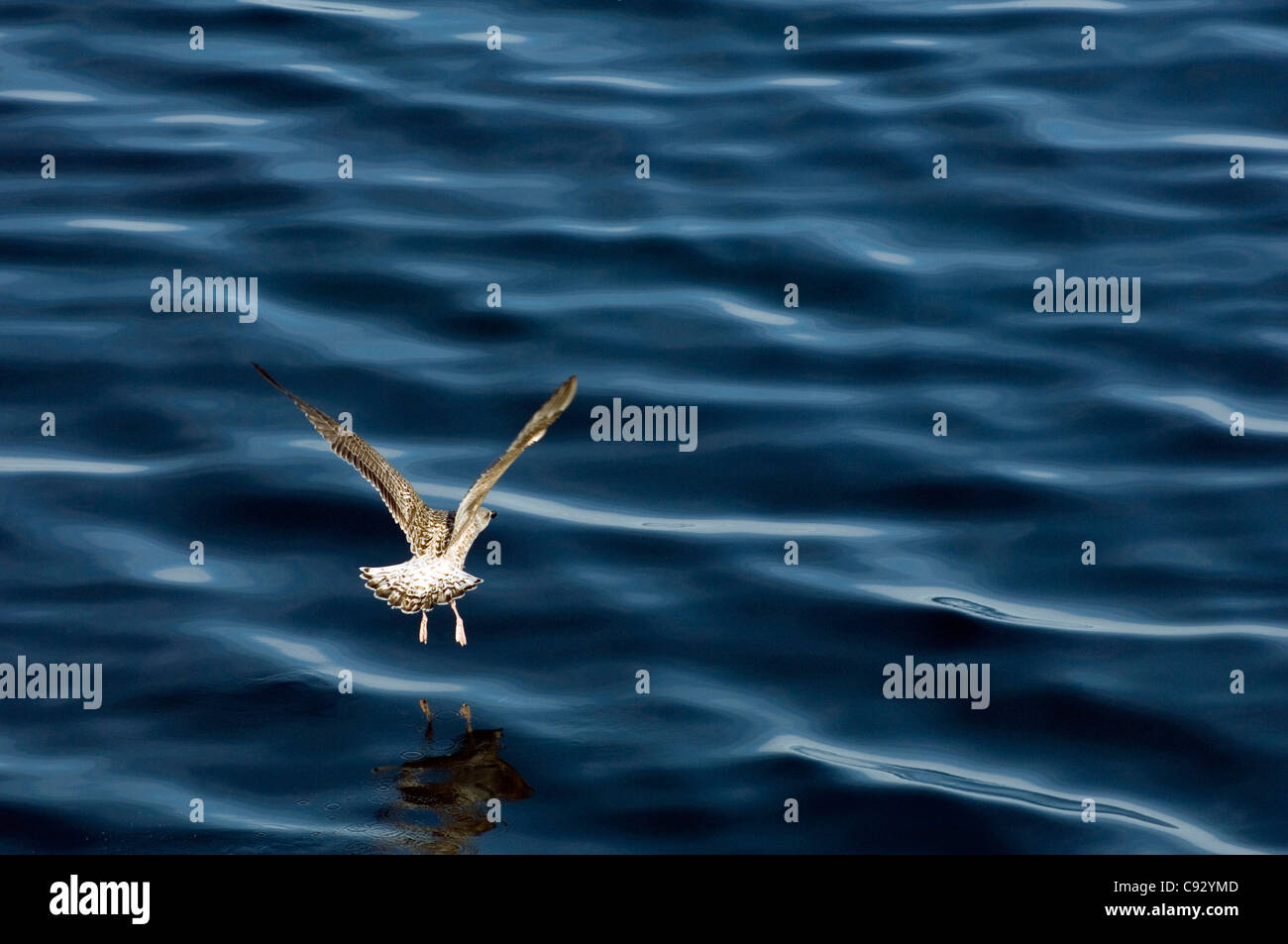 Juvenile herring gull (Larus argentatus). Moray Firth, Scotland. Seabird landing on sea. Common Scottish, UK coastal areas Stock Photo