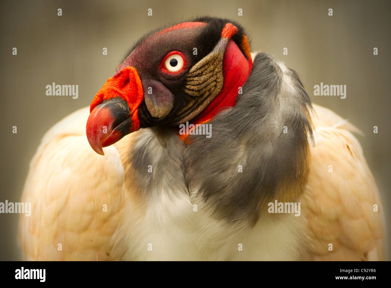 CLOSE UP PORTRAIT OF A KING VULTURE IN CAPTIVITY Stock Photo