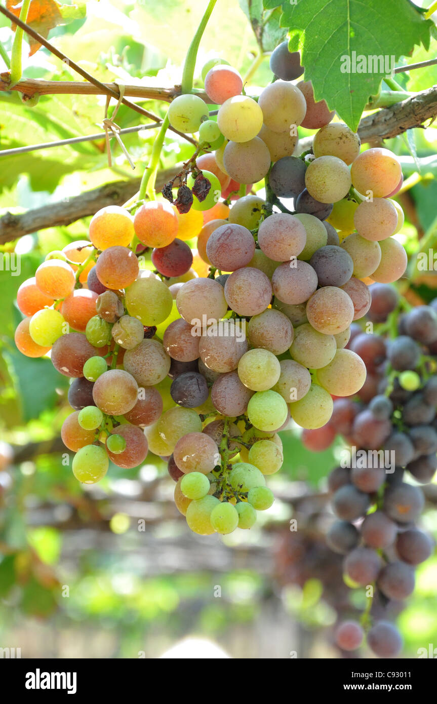 Grapes of South India Stock Photo Alamy