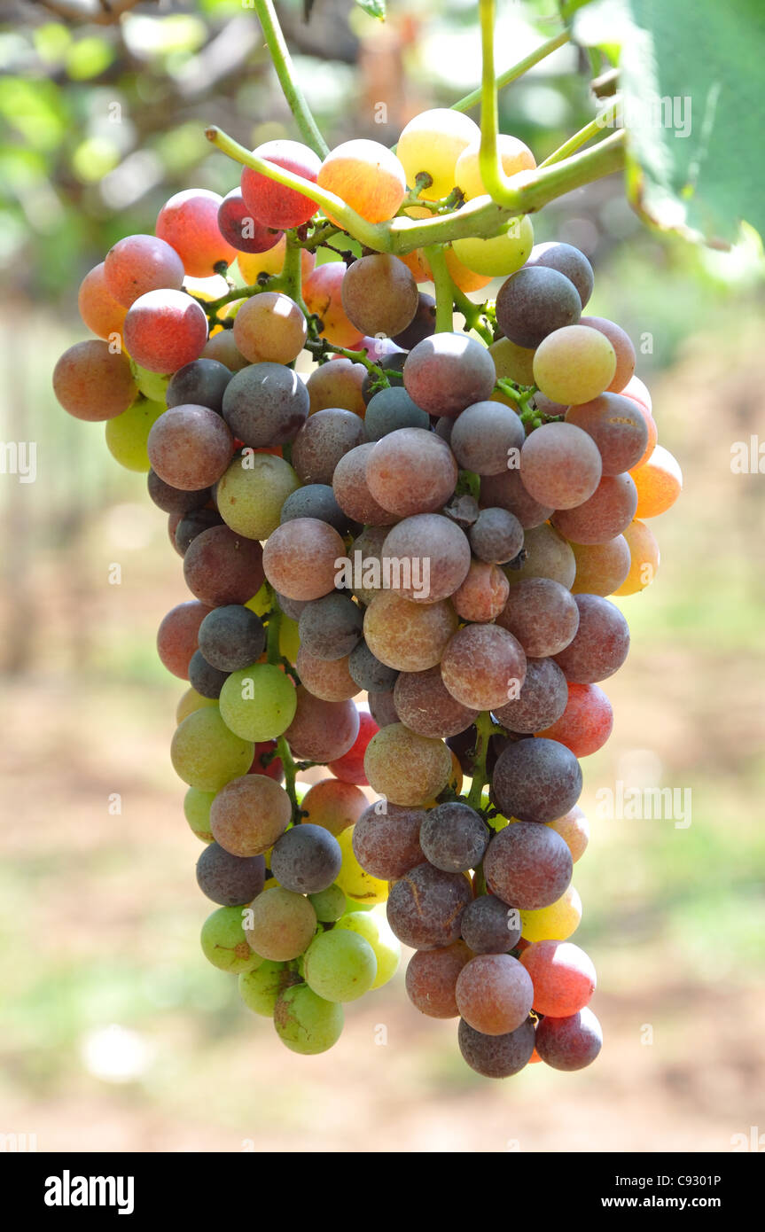 Grapes of South India Stock Photo Alamy