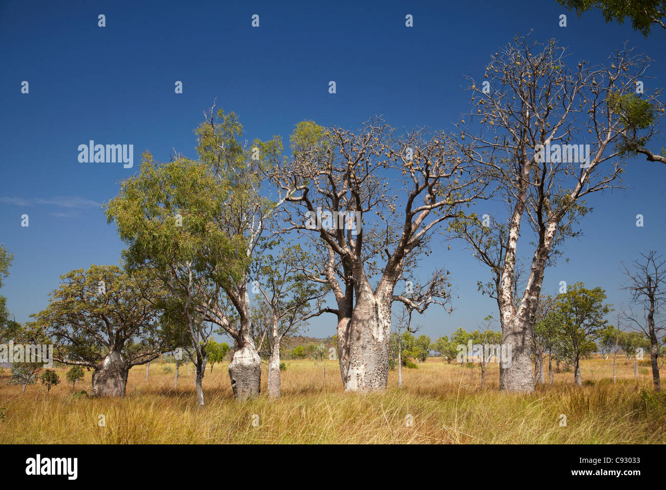 Boab trees, near Warmun (Turkey Creek), Great Northern Highway
