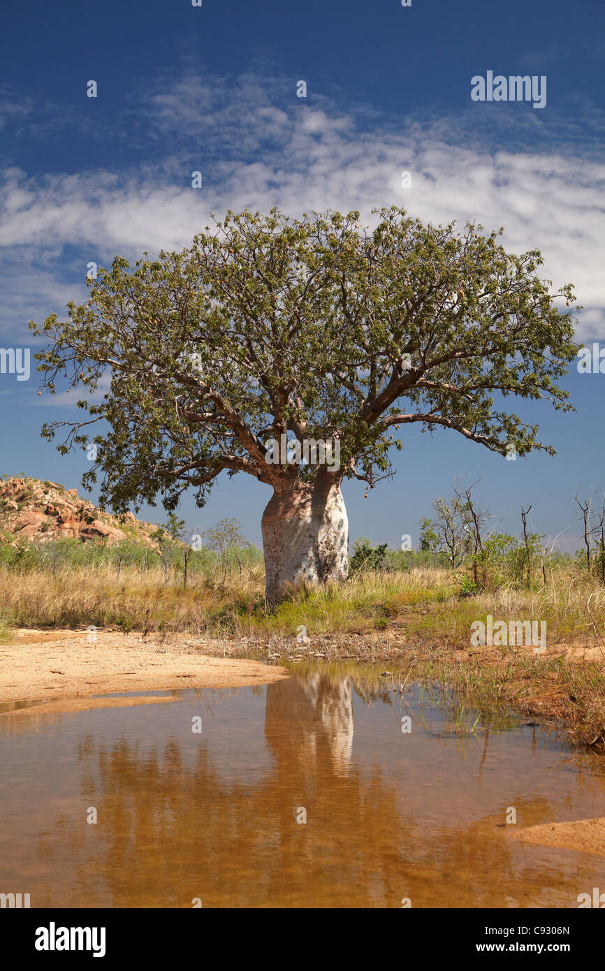 Boab tree, and seasonal waterhole, Great Northern Highway, Kimberley Region, Western Australia, Australia Stock Photo