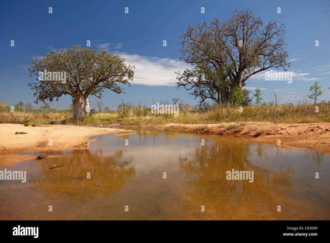 Boab trees, and seasonal waterhole, Great Northern Highway, Kimberley Region, Western Australia, Australia Stock Photo