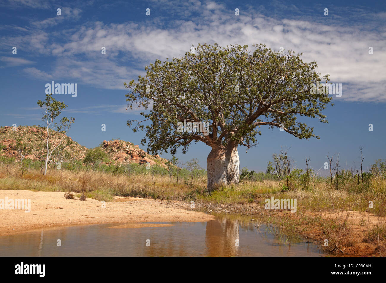 Boab tree, and seasonal waterhole, Great Northern Highway, Kimberley Region, Western Australia, Australia Stock Photo