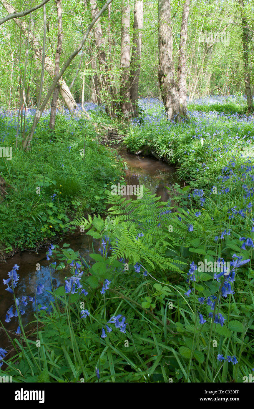 Bluebells are a common indicator species for ancient woodland so bluebell woods are likely to date back to the 17th century at Stock Photo