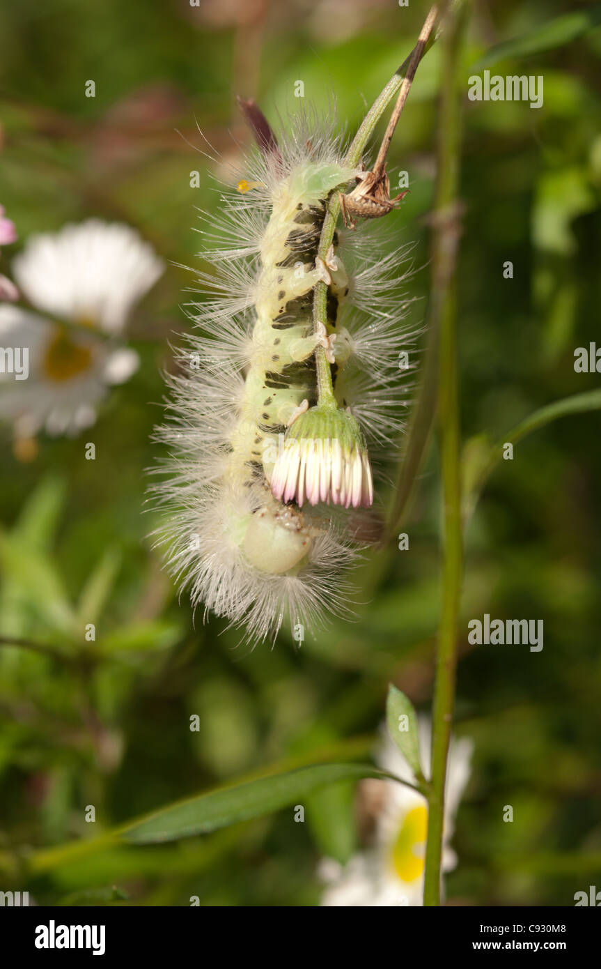 The Pale Tussock Dasychira pudibunda or the Moth caterpillar can be found in Southern England in October. the caterpillars feed Stock Photo