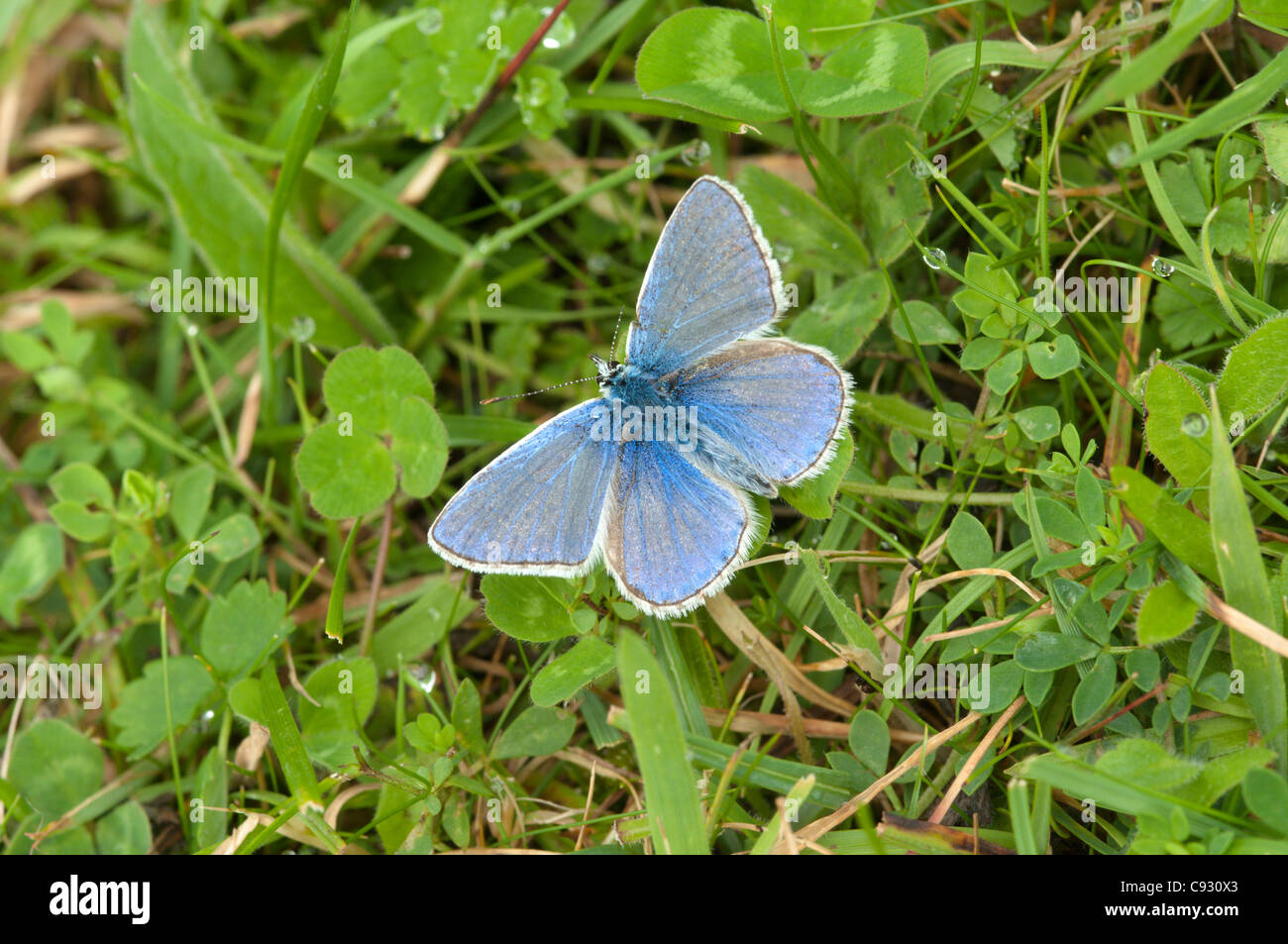 The Common blue butterfly Polyommatus icarus is found in the southern counties of England in the summer months. The male is a Stock Photo