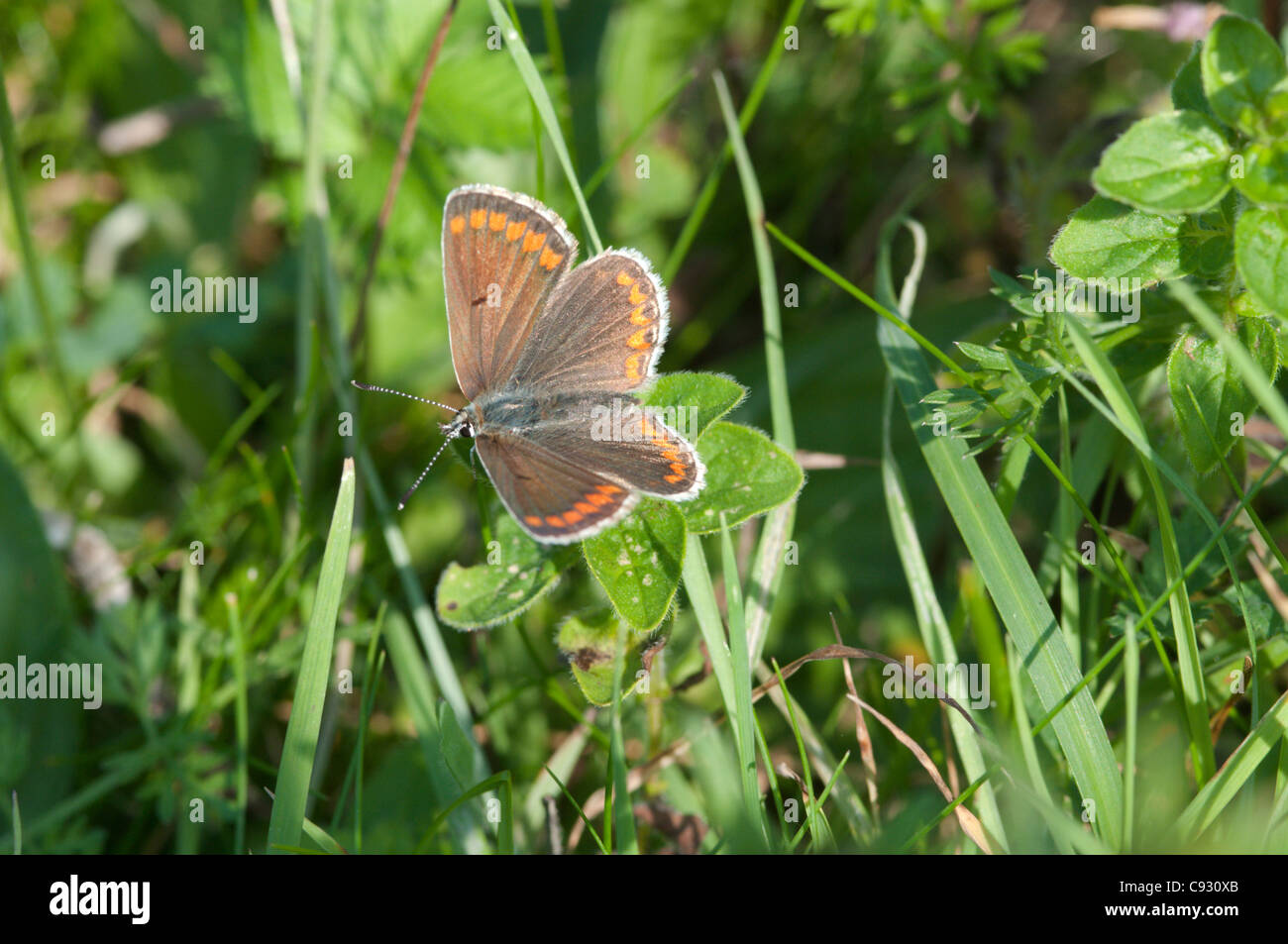 The Brown Argus butterfly Aricia agestis can be observed on Noar Hill in the summer months in Hampshire. Stock Photo