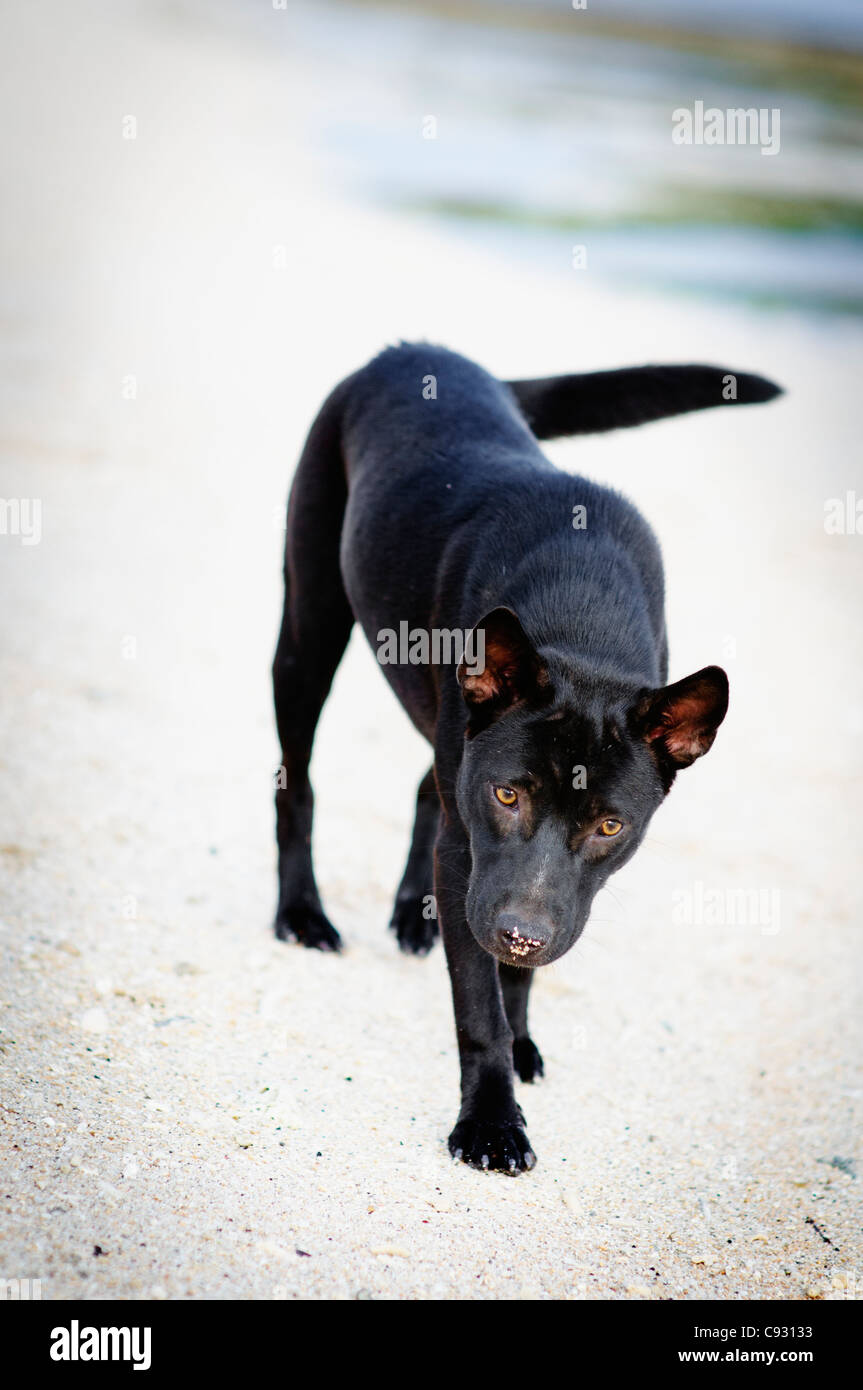 A dog, called sweety, by her owner lives on a beach in Lombok Stock Photo