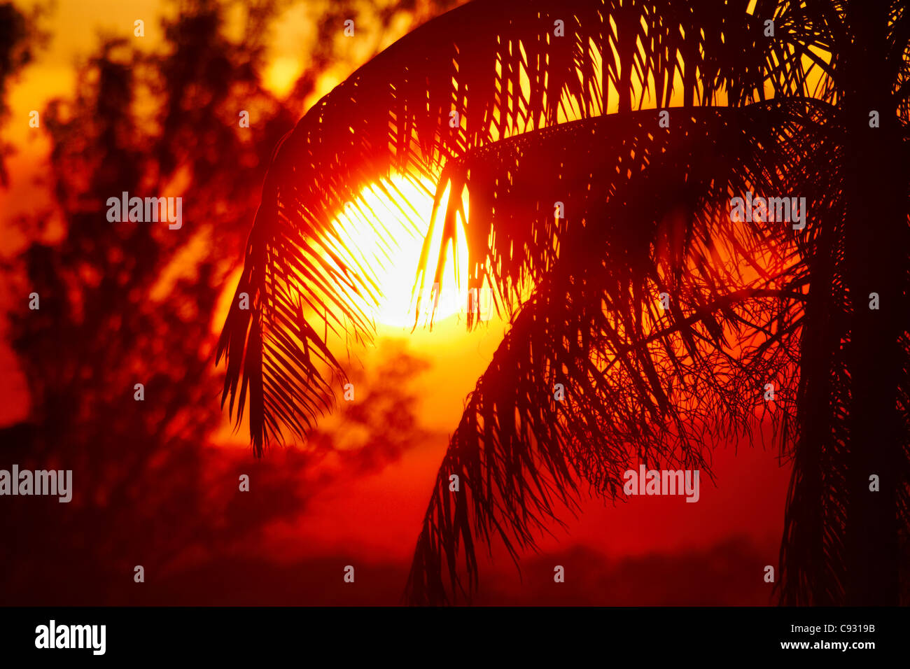Sunset and palm tree, Kununurra, Kimberley Region, Western Australia