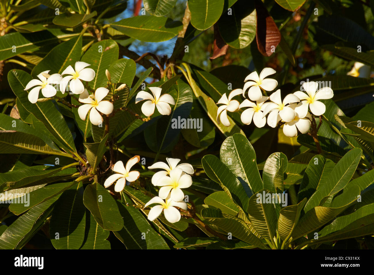 Frangrat hires stock photography and images Alamy