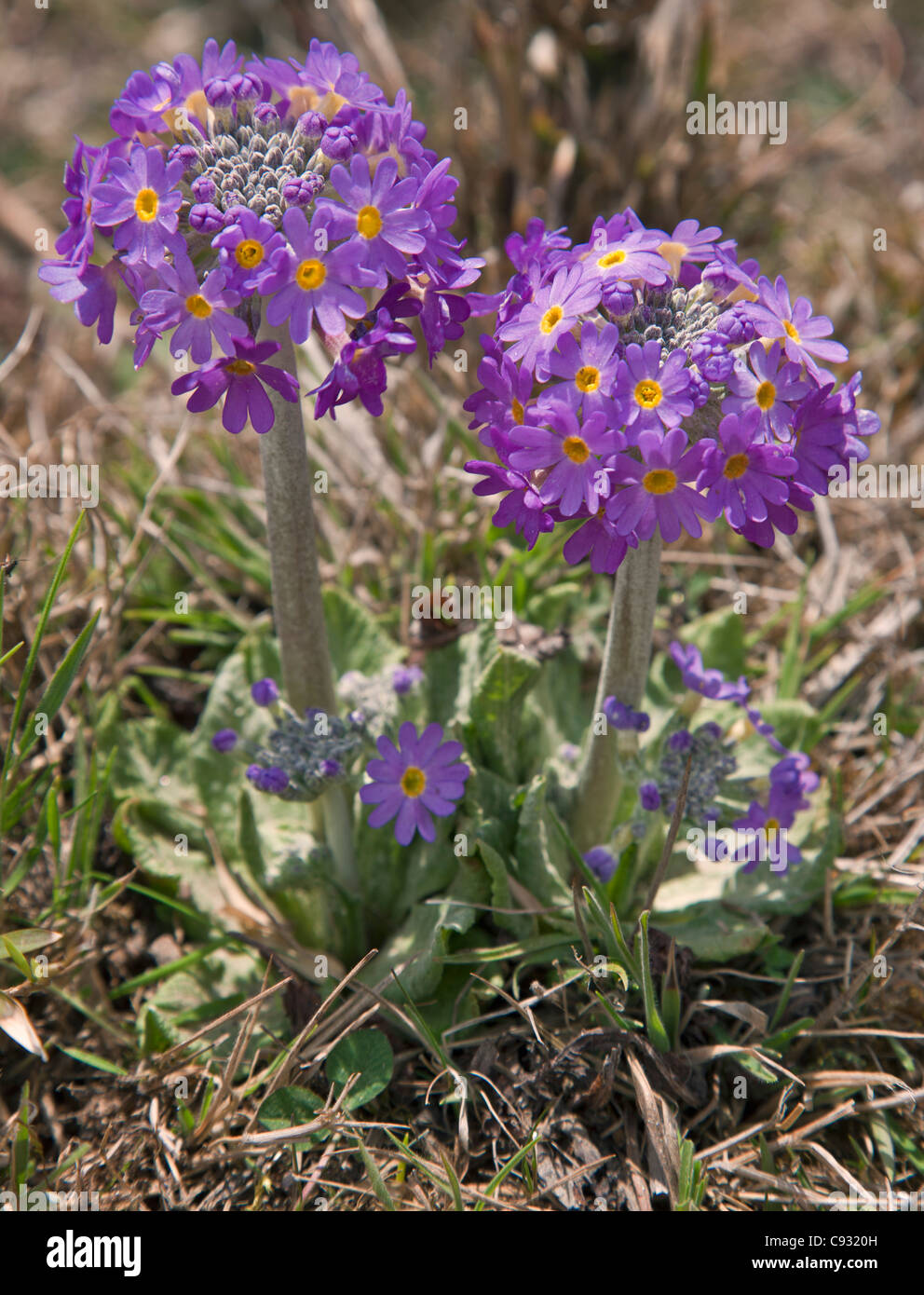 The beautiful Primula denticulata grows in profusion on grassy banks over the high Sengor pass. Stock Photo