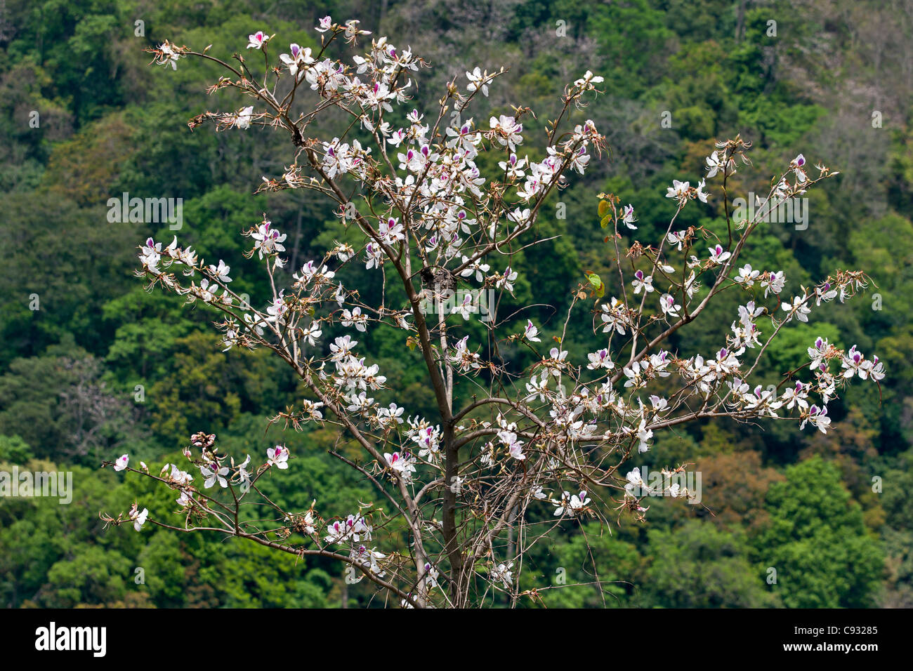 The blossom of the beautiful Bauhina variegata flowering in the lower Mangde Chhu Valley. Stock Photo