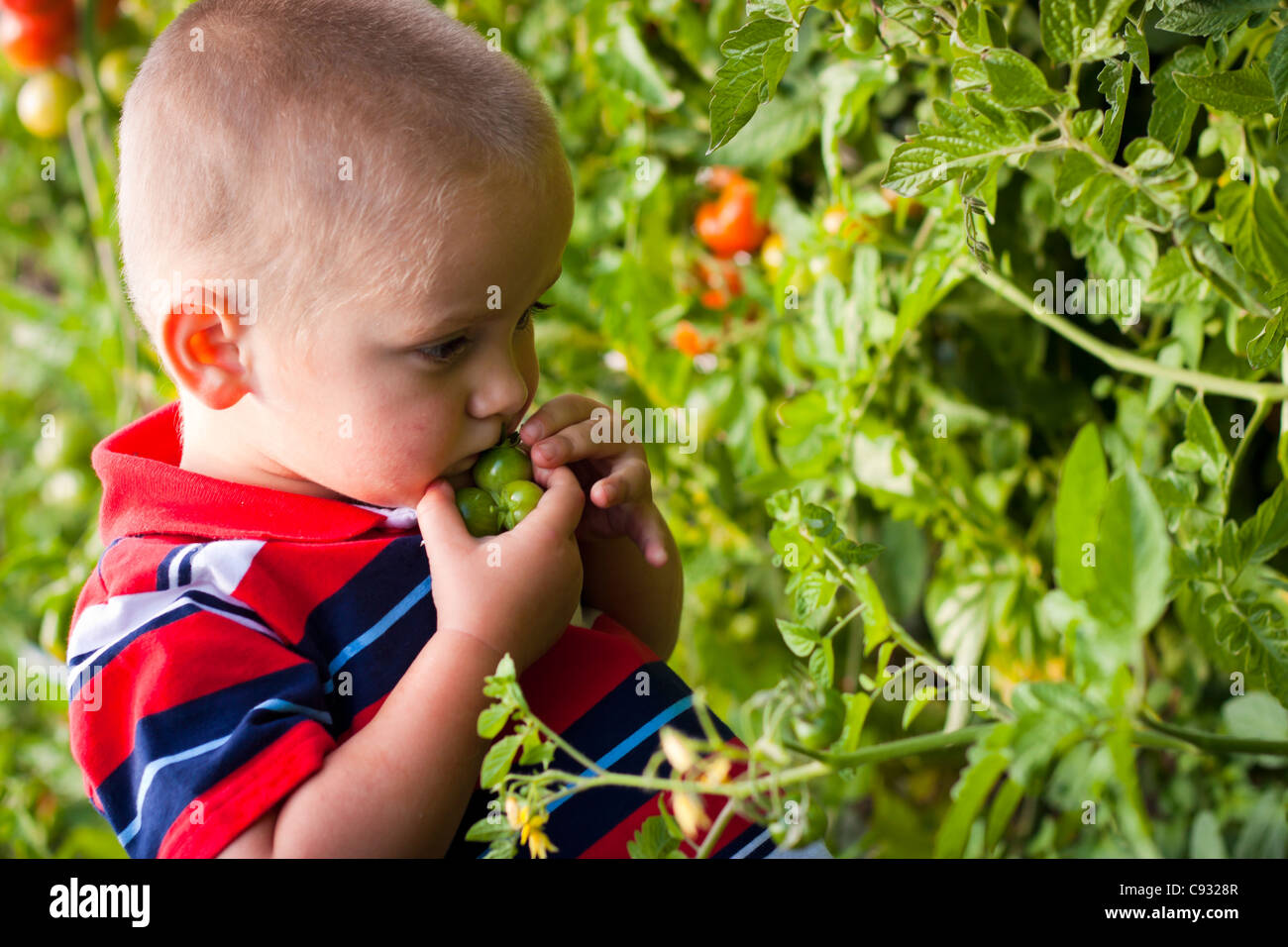 Portrait of small boy picking tomatoes in the garden Stock Photo - Alamy
