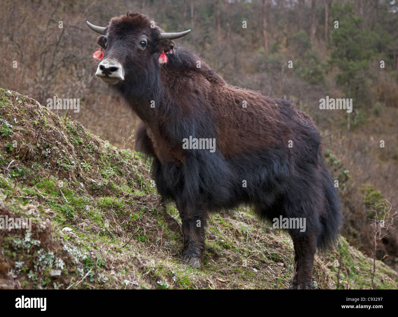 A domesticated yak in the mountains above the Phobjikha Valley. Stock Photo