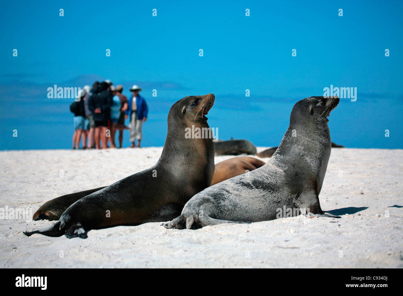 Ecuador, Galapagos. A group of tourists takes in a wildlife lesson. Stock Photo