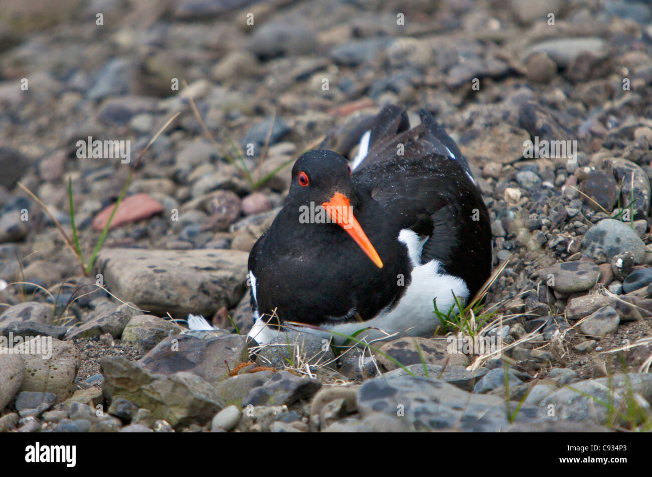 An oystercatcher sitting on eggs.  These birds are common waders in all coastal regions of Iceland. Stock Photo